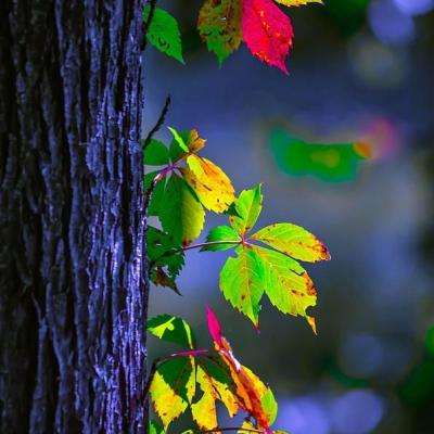 722cc大发彩神下载手机版